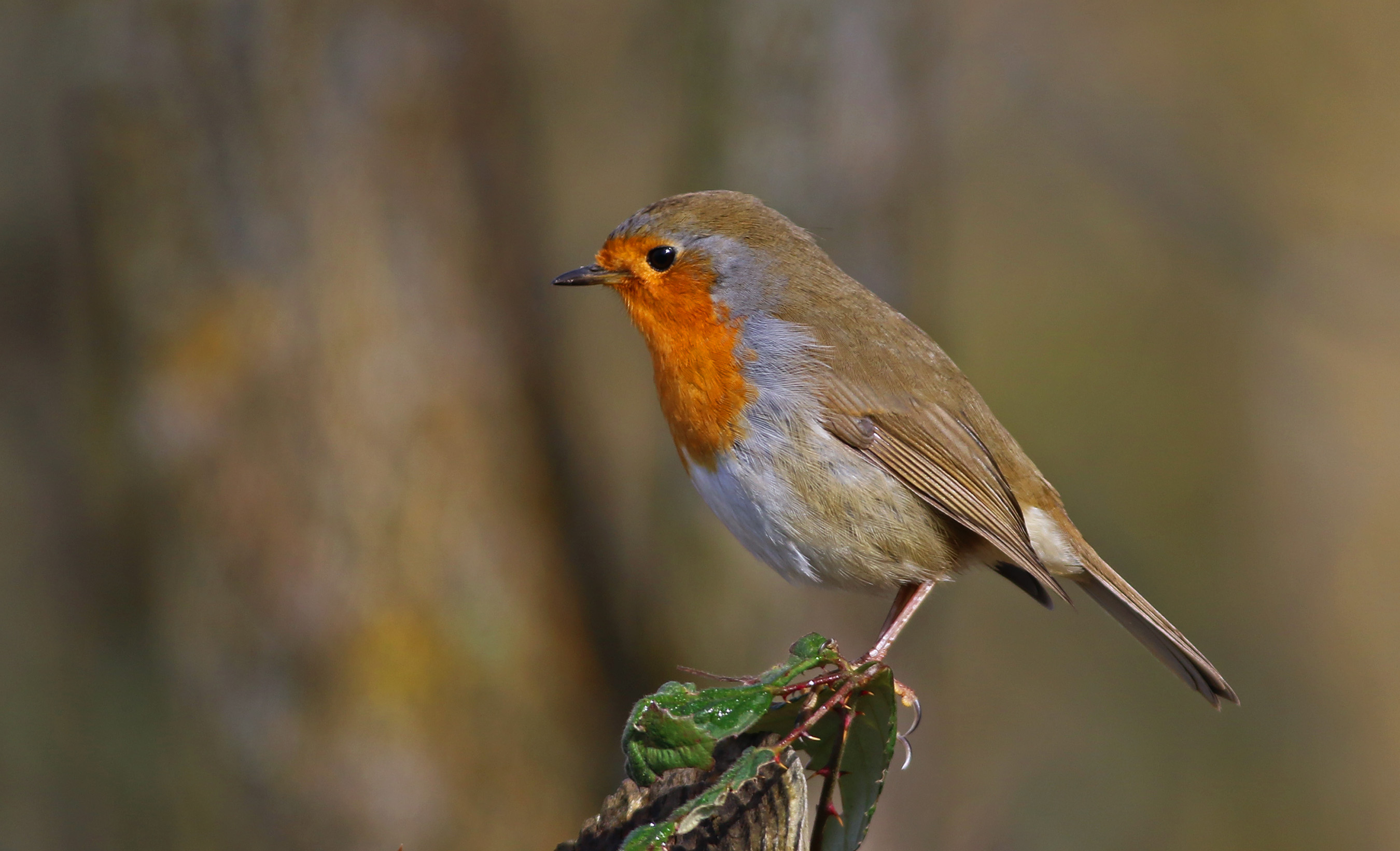 European Robin